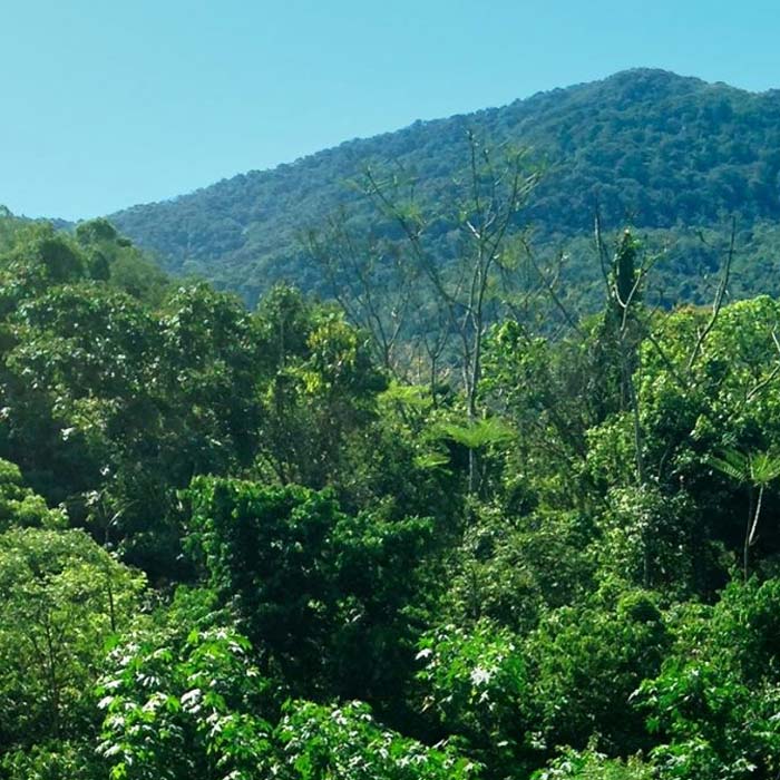 Floresta tropical com alta biodiversidade